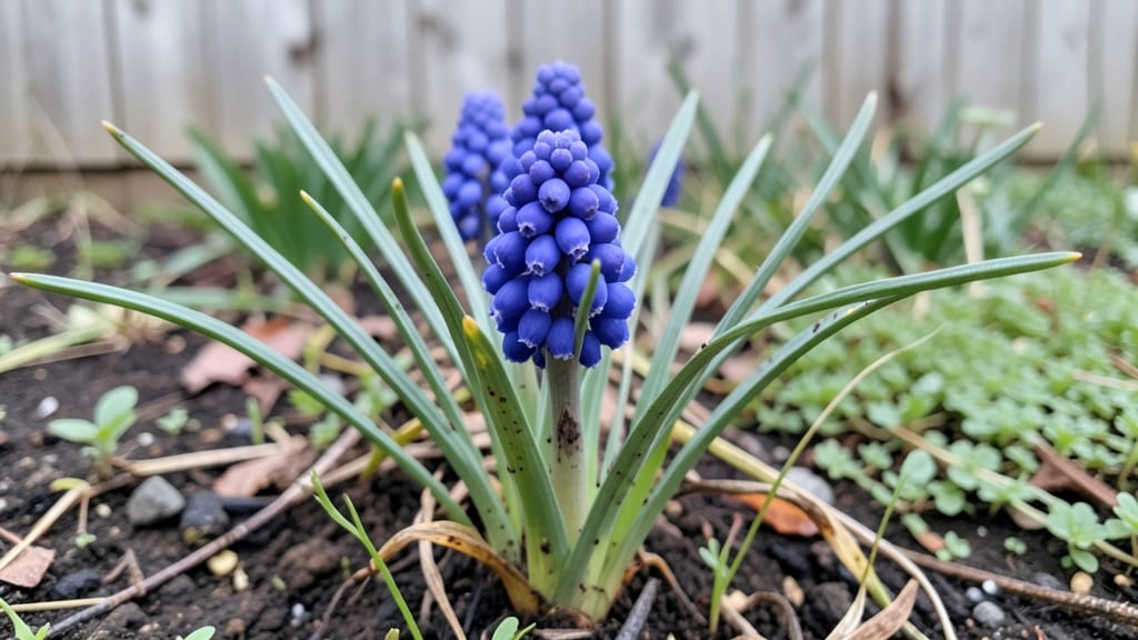 Grape Hyacinth Bulbs: When and How to Plant for Spring Blooms